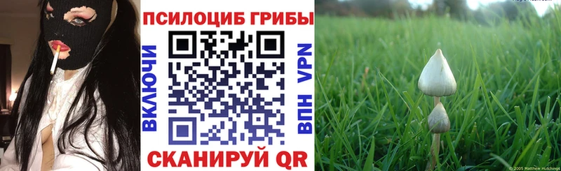 Купить где  Покачи  Псилоцибиновые грибы Cubensis 